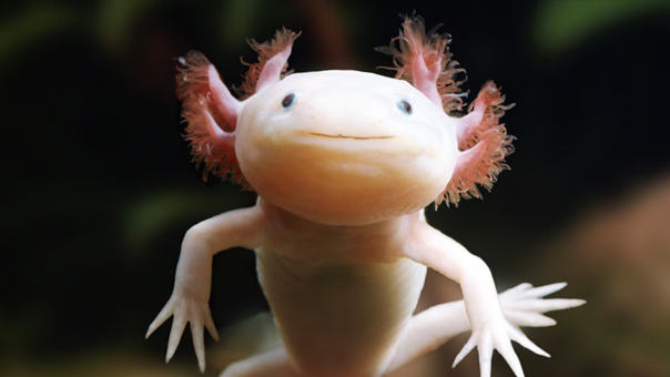Axolotl